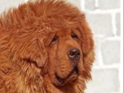 最贵藏獒 150万美元 【最贵藏獒150万美元 】