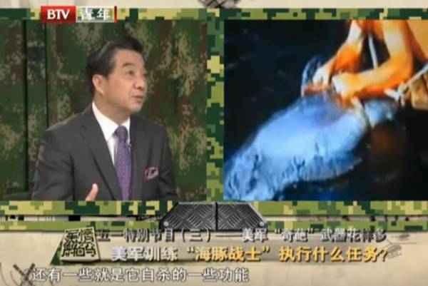 美国训练海豚作战，张召忠讲解海豚士兵任务