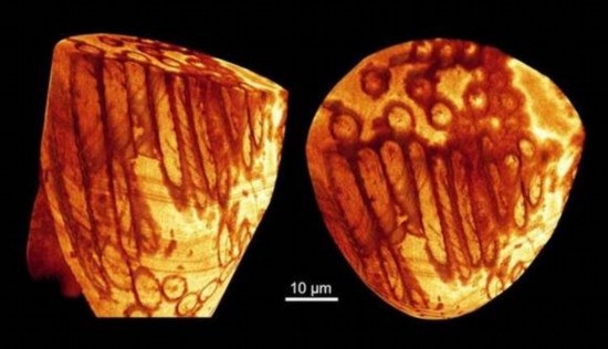 最古老精子：可惜不是人的，是小虾的精子 距今大约1700万年（图）