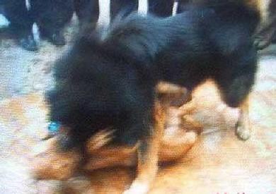 20只藏獒能咬死老虎