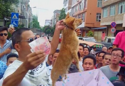 爱狗人士向杀狗人下跪 一张震撼的爱狗人士图片
