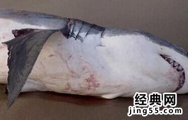 大白鲨吃海狮被噎死（照片图）