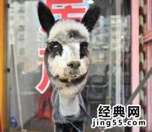 10万元羊驼当宠物 宠物羊驼黑妞照片图
