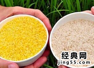 转基因大米有哪些 现在的转基因水稻有哪些中国转基因水稻主产区