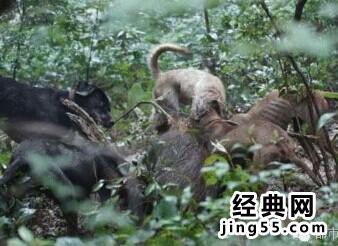 东北狗抓野猪视频 杜高犬和野猪打架视频