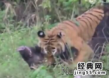 老虎斗巨型野猪视频
