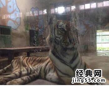 天津动物园的老虎骨瘦如柴图片（太可怜了）