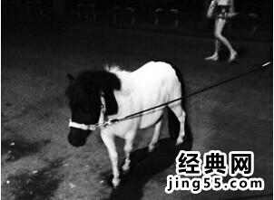 宠物马 焦作女子遛宠物马（图）秒杀草泥马