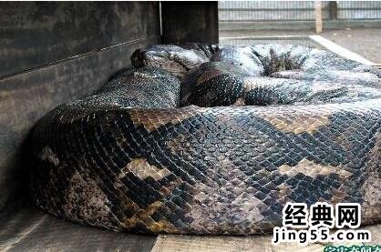 云南挖掘机挖出巨蛇 