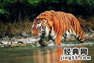 印度老虎猎杀狼群