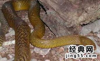 人与自然蛇十大毒蛇 