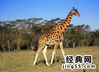 长颈鹿与摩托车发生性关系 长颈鹿对摩托车一见钟情（图）