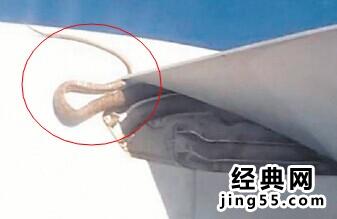 高空中飞机机翼惊现蟒蛇（组图）