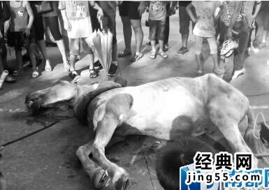 深圳动物园马拉客被累死（现场图）深圳动物园的马被累死了