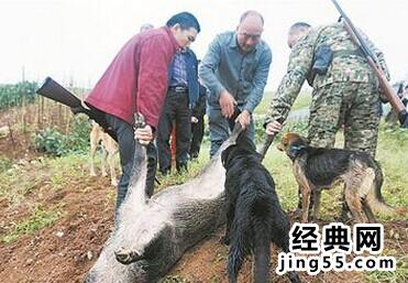 关于猎狗咬野猪的图片  