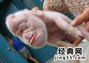 母猪生下8个男婴儿 图 母猪生下八个男婴视频,云南母猪生下8个孩子