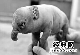 牛生麒麟猪生象现实版 牛生麒麟猪生象真实事件（图）