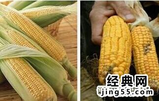 转基因玉米的鉴别图片 