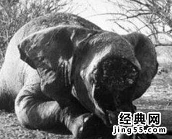 西双版纳大象被杀 大象头被砍（图）人们猎杀大象为了象牙
