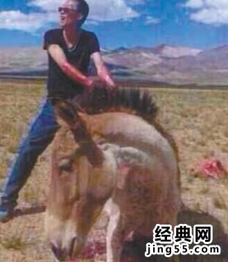 虐杀藏野驴照 男子活割藏野驴（虐驴男/图）