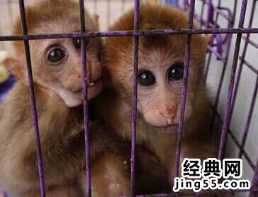 非法贩卖野生动物图片 云南中越边境贩卖野生动物集市图片