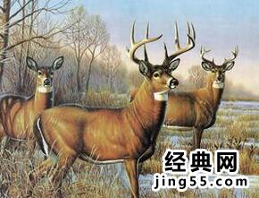野生动物的种类 中国10大濒危野生动物