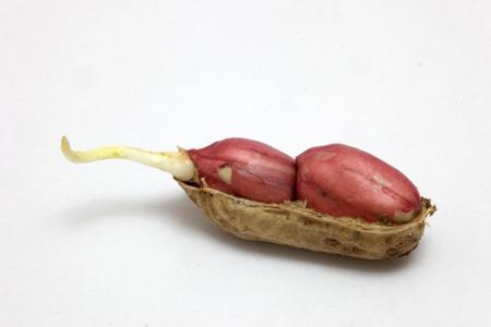 为什么花生在沙里发芽最快？花生发芽的样子 图片