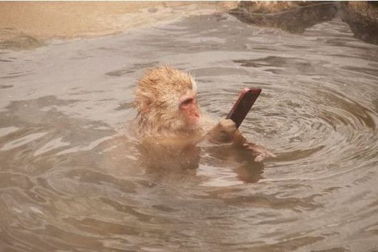 猴子用手机 猴子泡温泉玩iPhone【图】